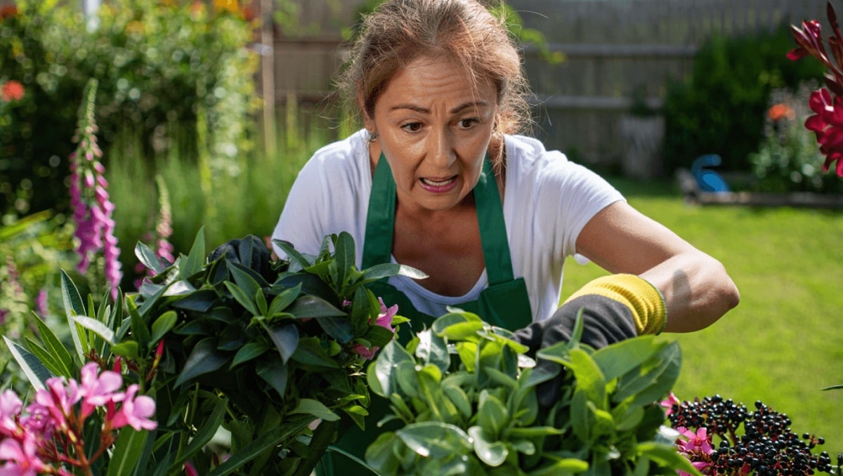 SantéAllergiesCes plantes qui poussent peut-être dans votre jardin sont beaucoup plus dangereuses que vous ne le pensez !actualité• 17/08/2025